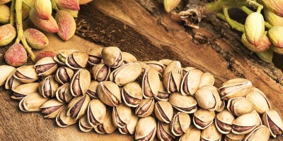 GAZİANTEP’İN SEMBOLÜ: FISTIK