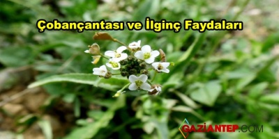 Çobançantası Ve Faydaları Nelerdir?