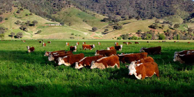Gaziantep’te Besicilik; Gaziantep’te Hayvancılık Faaliyetleri
