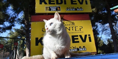 Eski Ahşap Seçim Sandıklarını “kedi evi”ne dönüştürüyorlar