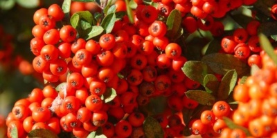 Şifa Kaynağı İğde