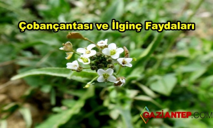 Çobançantası Ve Faydaları Nelerdir?