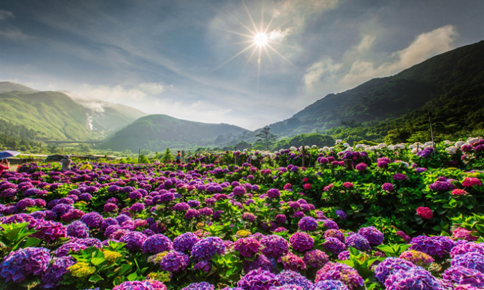 Çin Kültüründe Çiçekler Hangi Anlamları Taşıyor ?