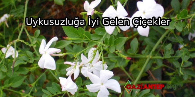 Uykusuzluğa İyi Gelen Çiçekler